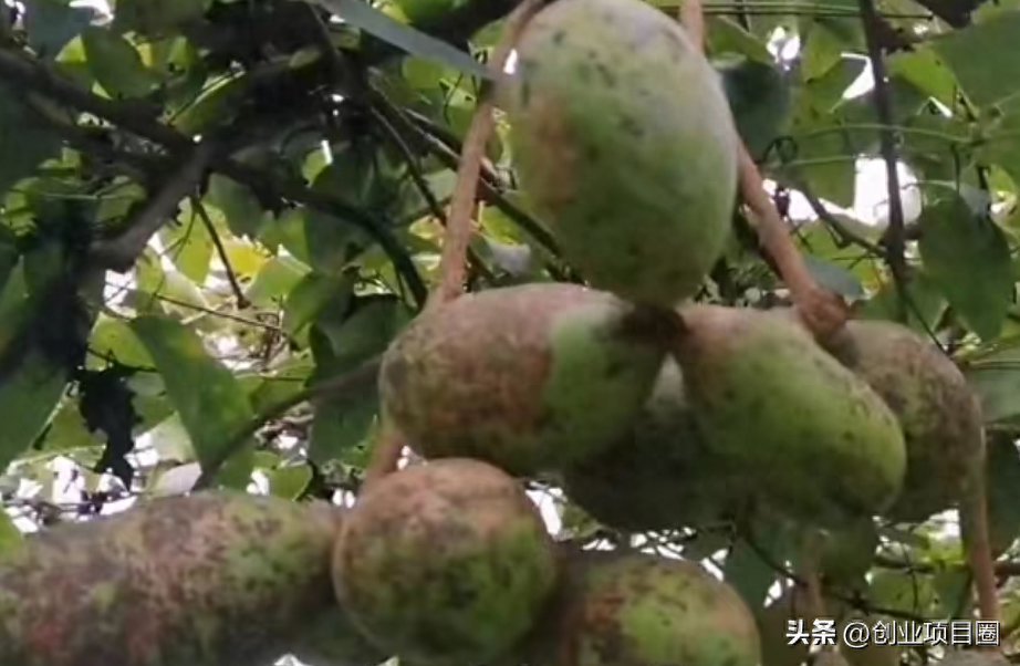 致富种植农村机会有哪些_农村致富项目种植业_农村种植致富机会