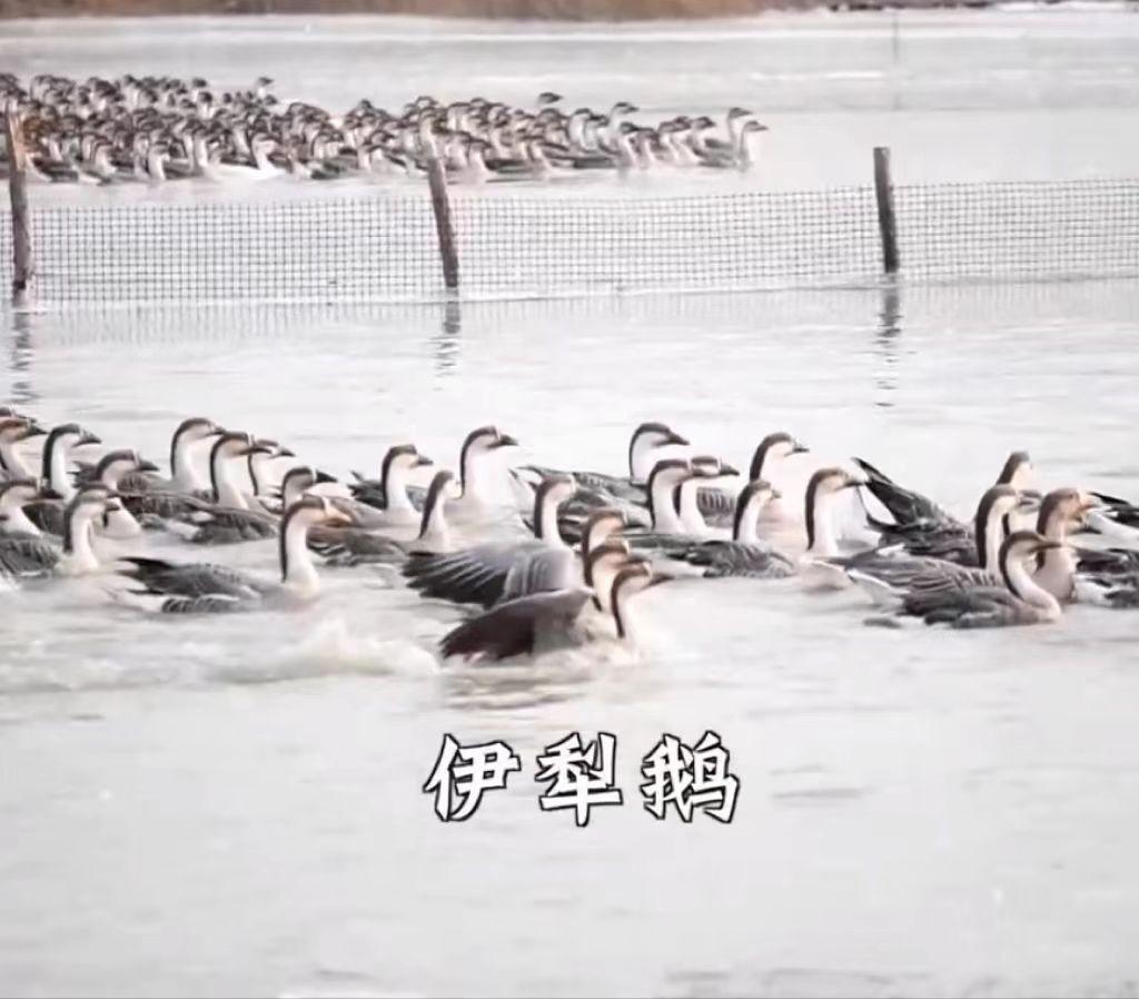 昨日致富经养大雁_江西养大雁_鱼塘养鸭子致富