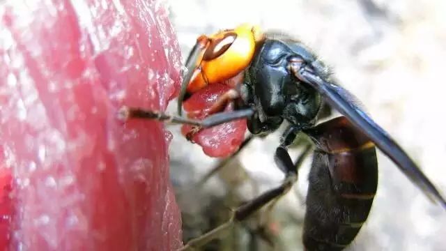 致富经朱志明林蛙养殖_致富经林蛙养殖视频_林蛙大王朱志明