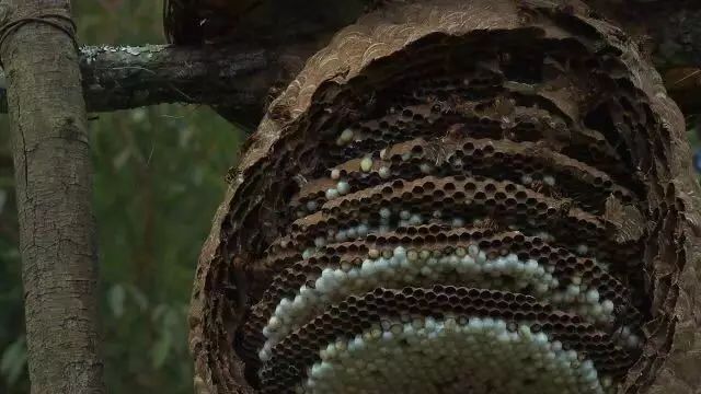 致富经朱志明林蛙养殖_致富经林蛙养殖视频_林蛙大王朱志明