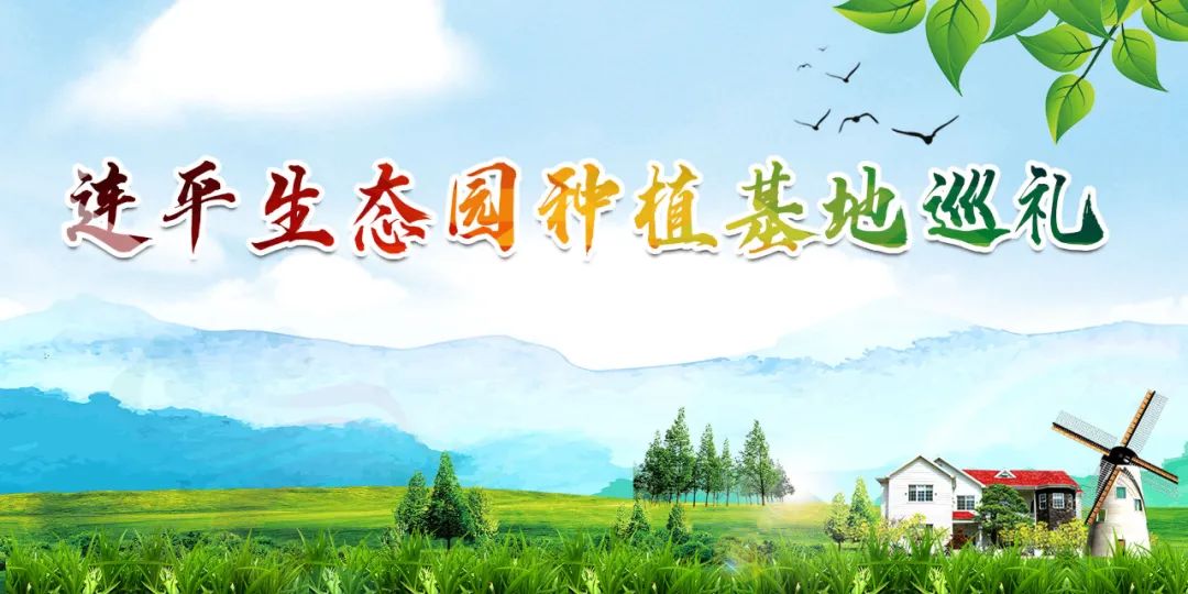致富经铁皮石斛种植_致富种植铁皮石斛视频_铁皮石斛种植赚钱吗