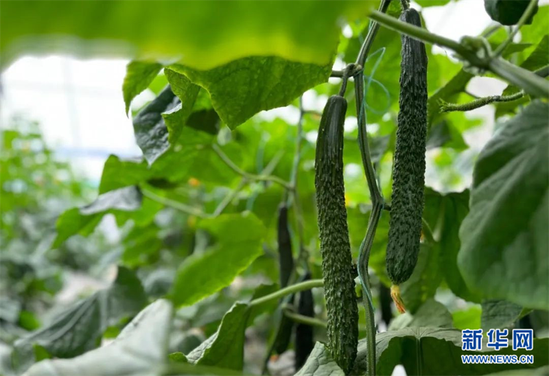 大棚种植黄瓜致富_黄瓜大棚种植视频_黄瓜种植大棚一年利润