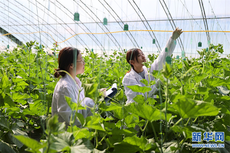 黄瓜大棚种植视频_黄瓜种植大棚一年利润_大棚种植黄瓜致富
