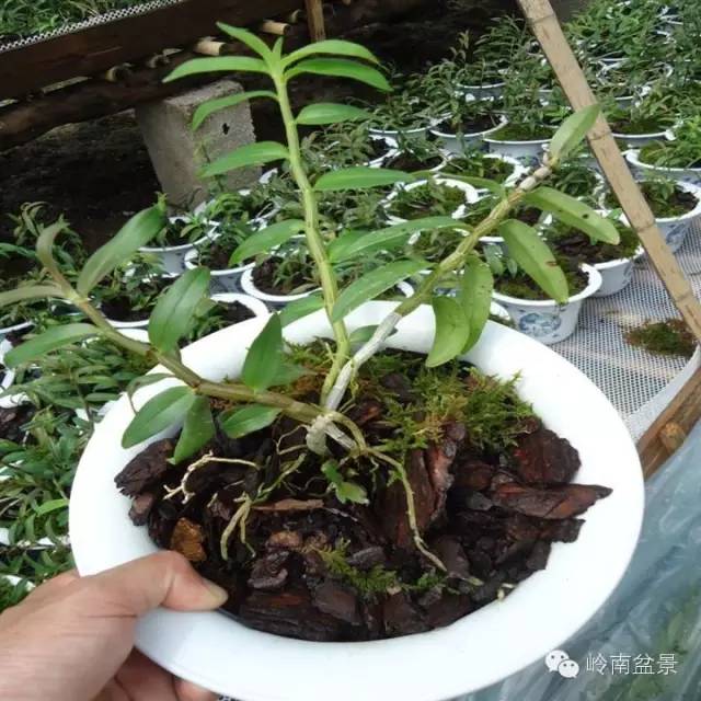 致富种植铁皮石斛怎么样_铁皮石斛种植赚钱吗_致富经铁皮石斛种植