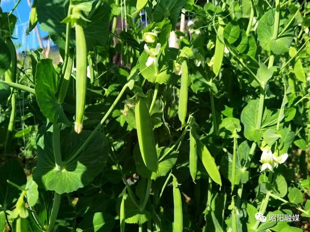 豌豆种植效益_致富豌豆种植技术视频_豌豆种植致富