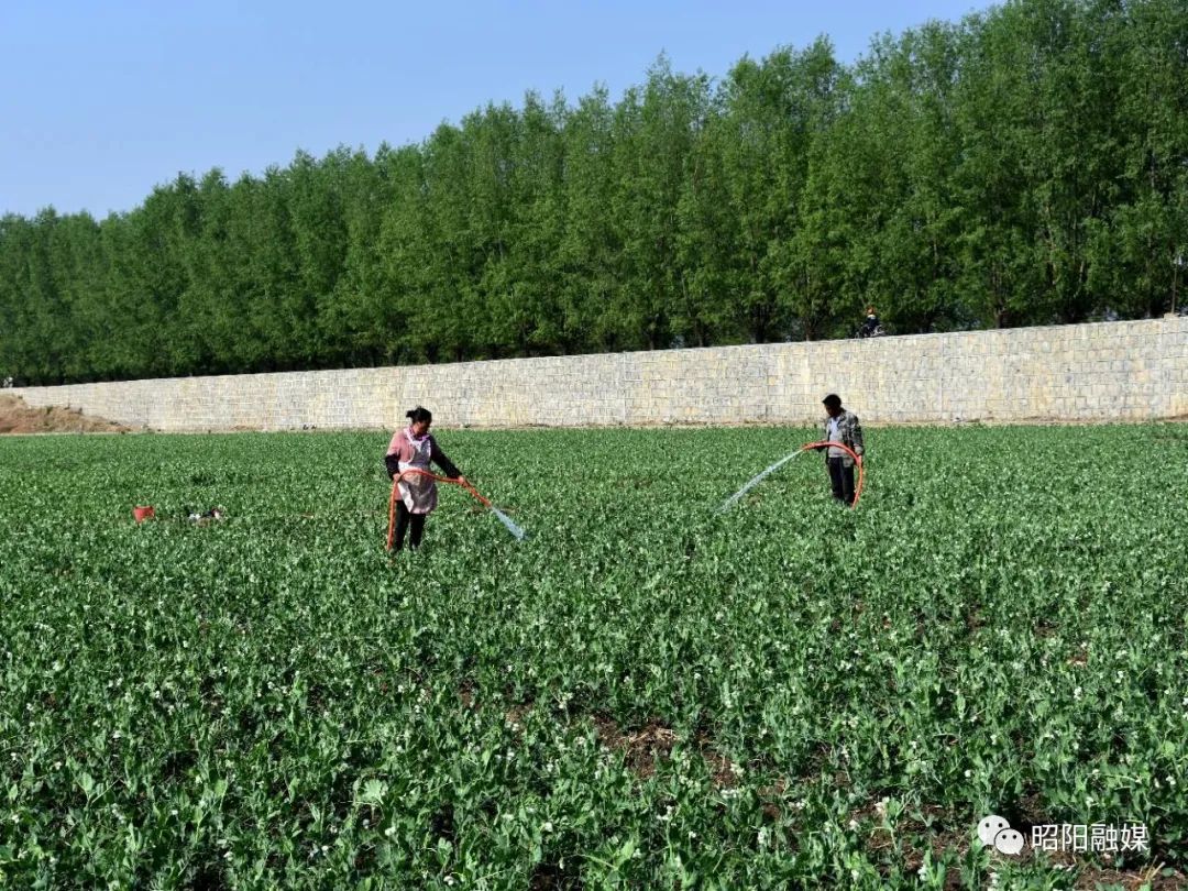 豌豆种植致富_致富豌豆种植技术视频_豌豆种植效益
