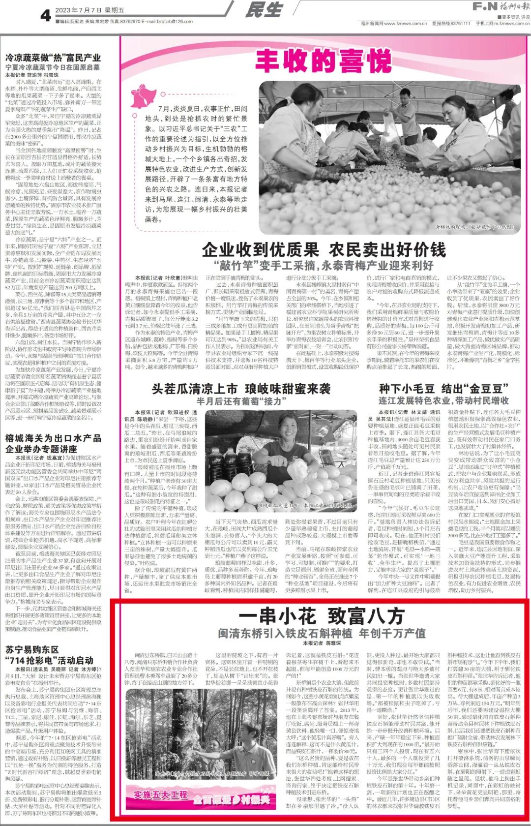 种植铁皮石斛的效益_铁皮石斛种植赚钱吗_致富经铁皮石斛种植