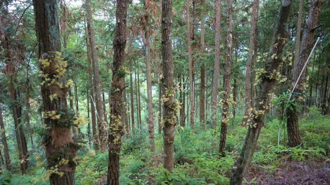 铁皮石斛种植赚钱吗_致富经铁皮石斛种植_种植铁皮石斛的效益