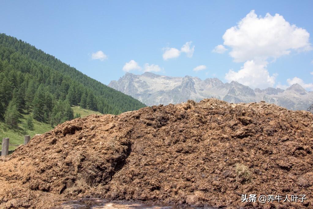 种植利润松茸技术怎么样_种植松茸利润怎么样_松茸种植技术及利润