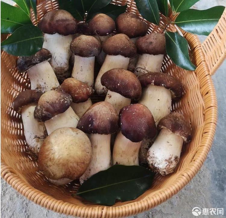 种植松茸多少人民币一斤_松茸种植技术及利润_种植利润松茸技术怎么样