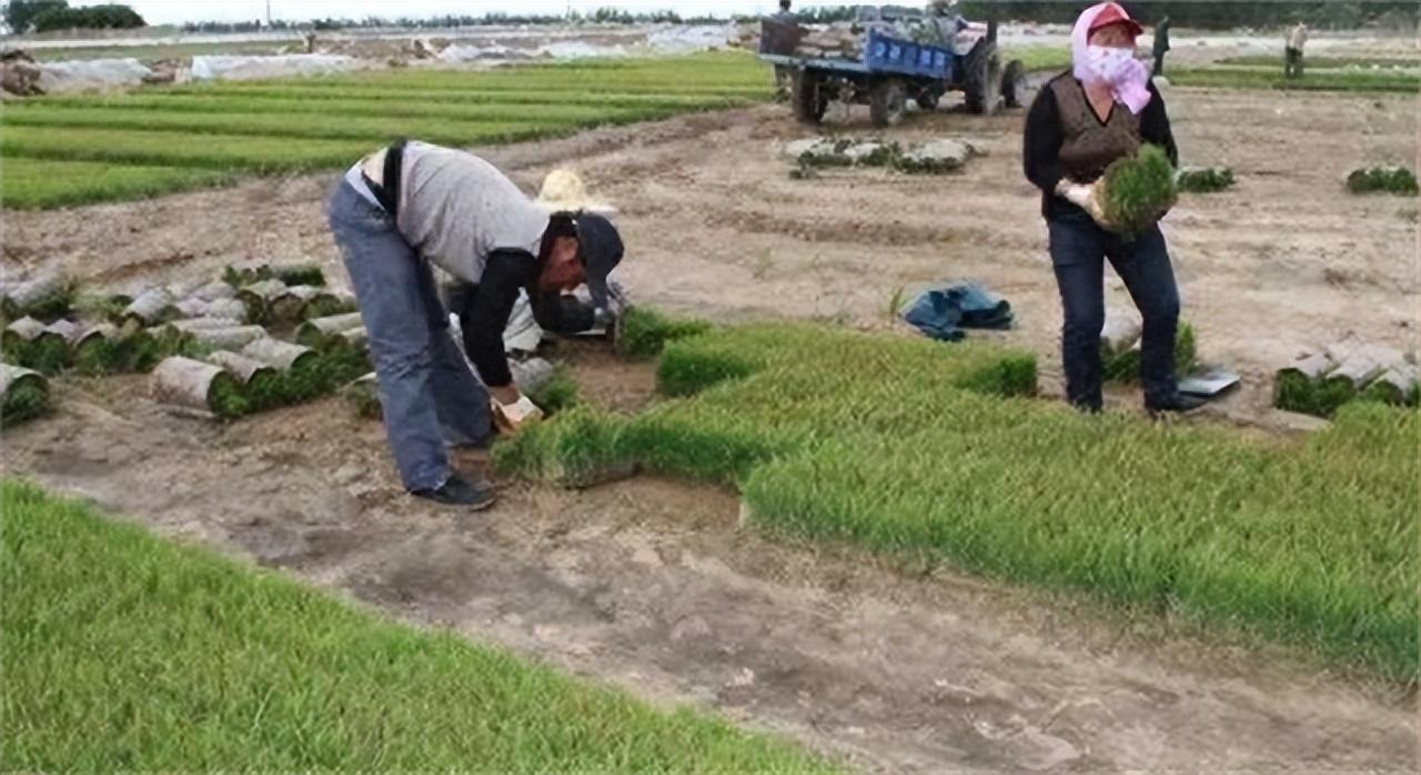 沙漠种草致富经视频_沙漠村民_致富经沙漠上建村庄