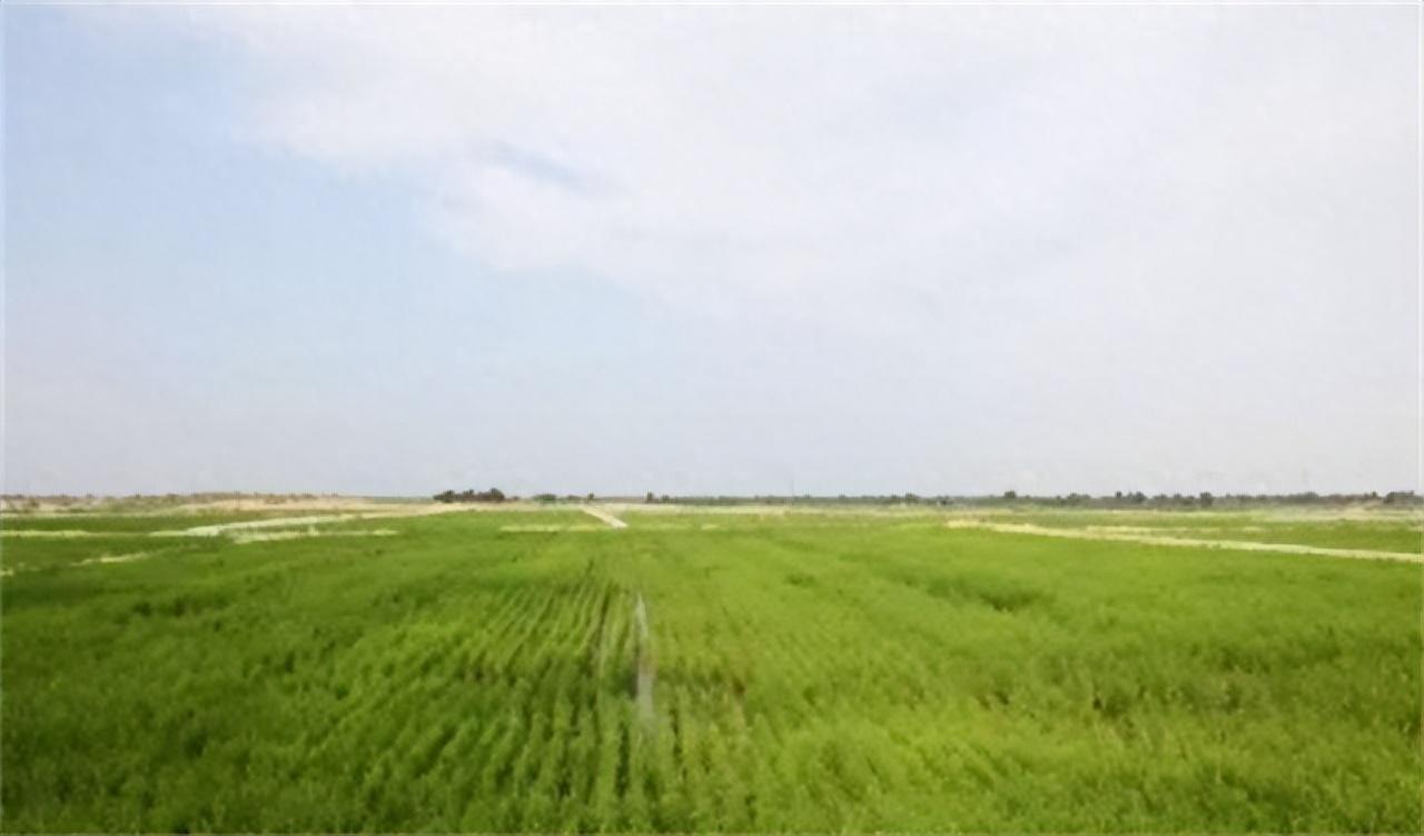 沙漠村民_沙漠种草致富经视频_致富经沙漠上建村庄