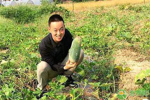 种植蔬菜致富经视频_种植蔬菜的视频_种菜致富案例