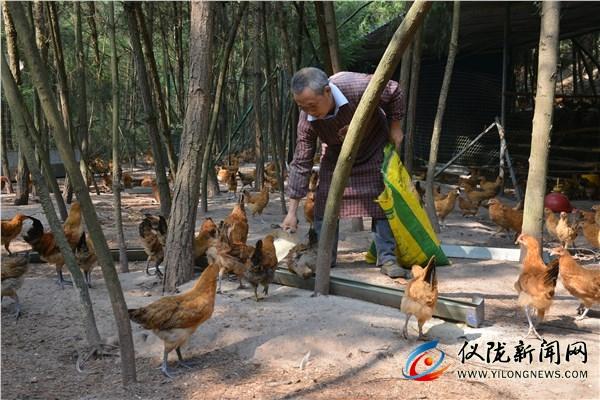 农业卫视致富项目_cctv农业节目致富经_央视农业节目致富经