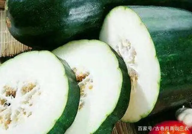冬瓜苗种植技术_苗冬瓜种植技术与管理_冬瓜苗图片