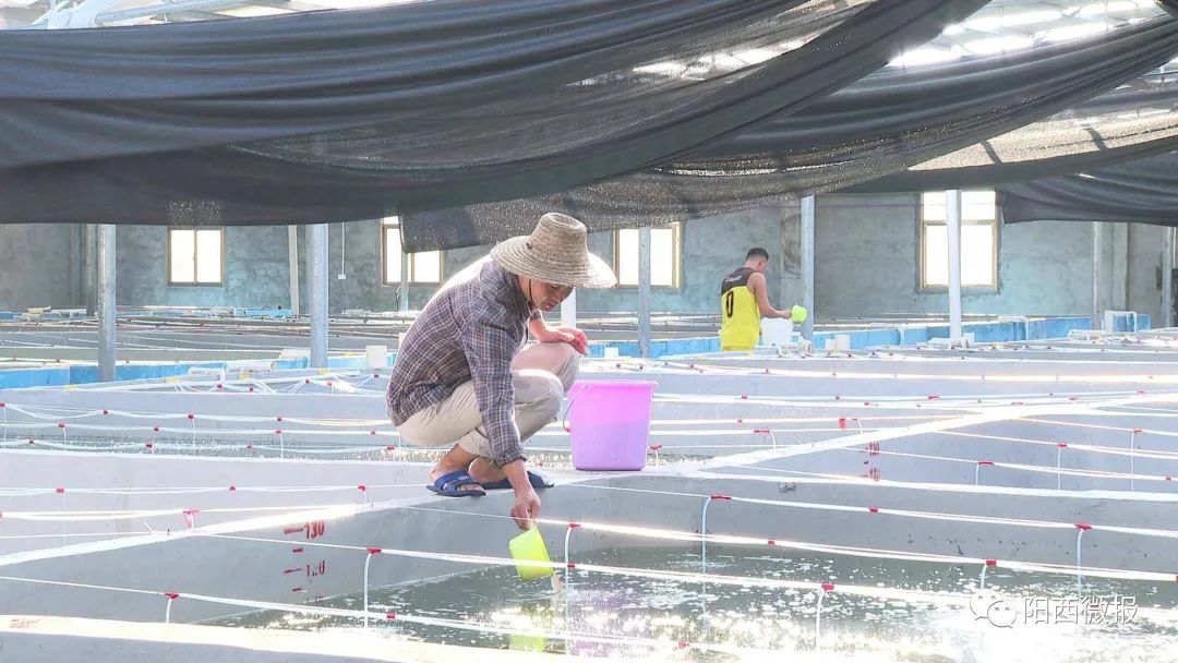 阳西：全力培育优质海水种苗 年产高端品种鱼苗约8000万尾
