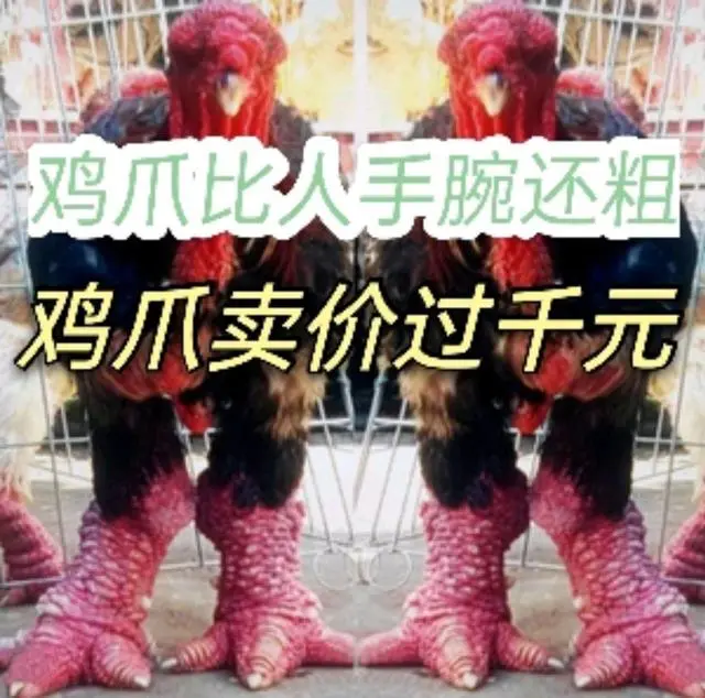 致富项目养鸡_鸡价格养殖致富_致富养殖鸡价格多少