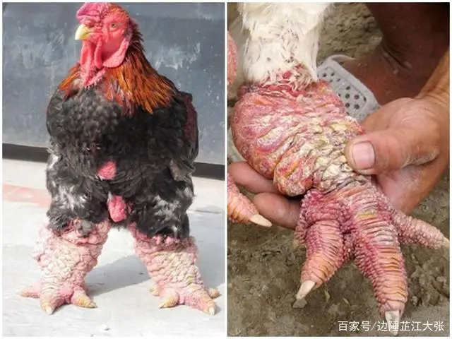 鸡价格养殖致富_致富项目养鸡_致富养殖鸡价格多少