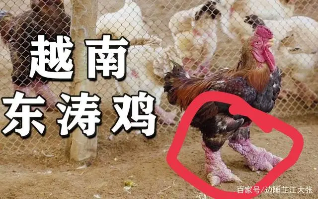 致富养殖鸡价格多少_鸡价格养殖致富_致富项目养鸡