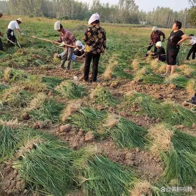 致富苗种植技术有哪些_种植致富业_致富苗种植技术
