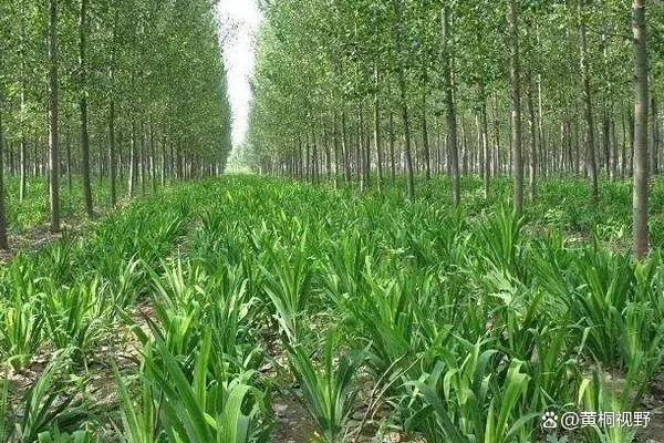种植致富业_致富苗种植技术_致富苗种植技术有哪些