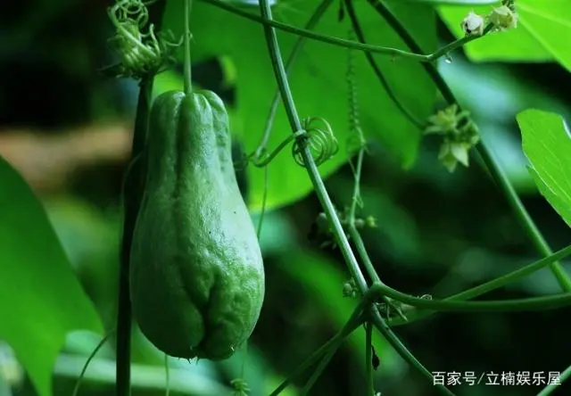 致富苗种植技术要求_致富苗种植技术_致富苗种植技术与管理