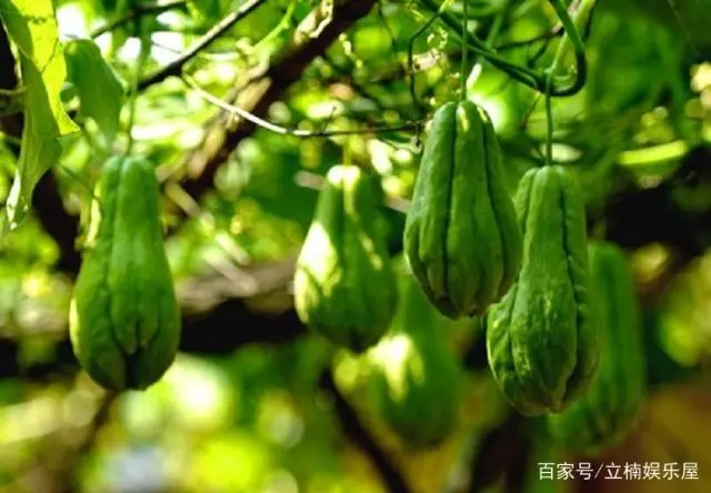 致富苗种植技术_致富苗种植技术要求_致富苗种植技术与管理
