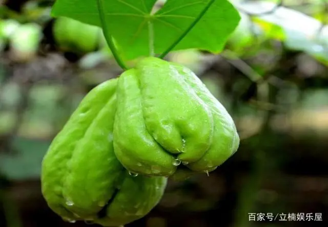 致富苗种植技术_致富苗种植技术要求_致富苗种植技术与管理