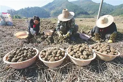 致富种植视频全集_致富苗种植技术要求_致富苗种植技术