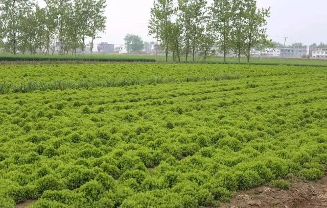致富苗种植技术_致富苗种植技术要求_致富种植视频全集