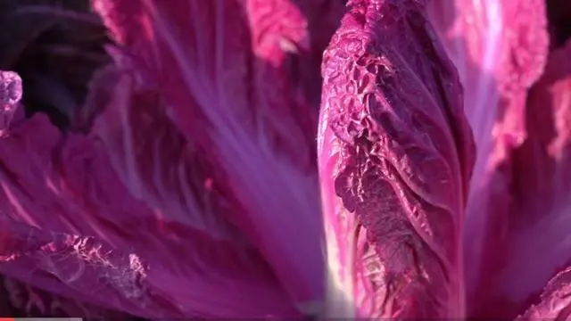 致富苗种植技术要求_致富种植视频全集_致富苗种植技术