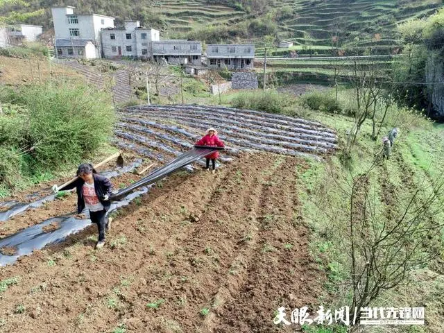 大方星宿乡：小魔芋成为村民致富增收大产业