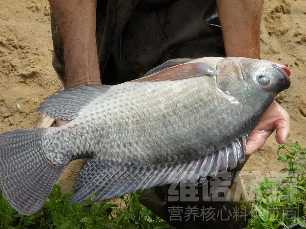 罗非鱼养殖技术视频教程全集_罗非鱼苗怎么养殖技术_养殖鱼苗罗非技术怎么样