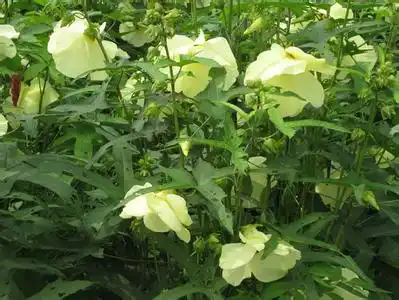 郝伟宏种植金花葵野花变成致富花[科技苑]