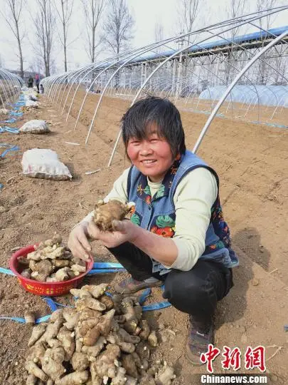 山西适合种植什么药材最赚钱_山西种植基地_山西种植什么致富