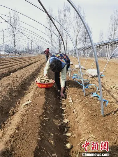 山西种植基地_山西适合种植什么药材最赚钱_山西种植什么致富