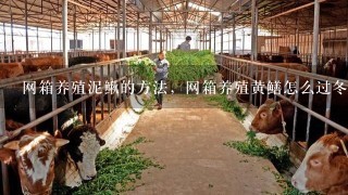 网箱养殖泥鳅的方法，网箱养殖黄鳝怎么过冬