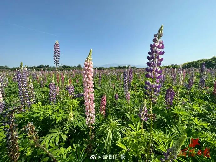 城里小伙种樱桃_致富经22岁小伙种樱桃_致富小伙种樱桃视频