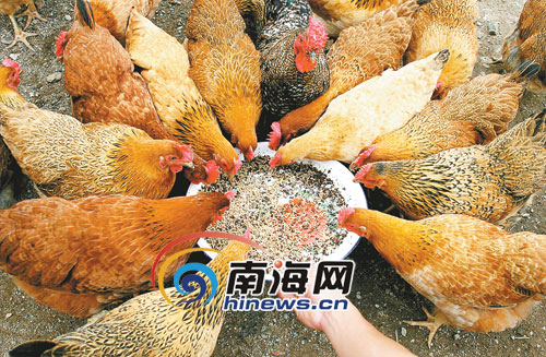 养蛆虫致富视频_致富养殖蛆虫方法有哪些_养殖蛆虫致富方法