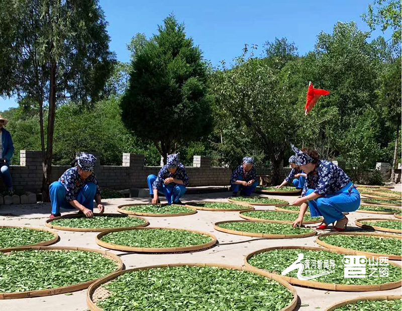 种植连翘的效益怎么样_连翘种植致富案例_连翘种植真实收入