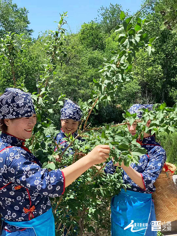 种植连翘的效益怎么样_连翘种植真实收入_连翘种植致富案例