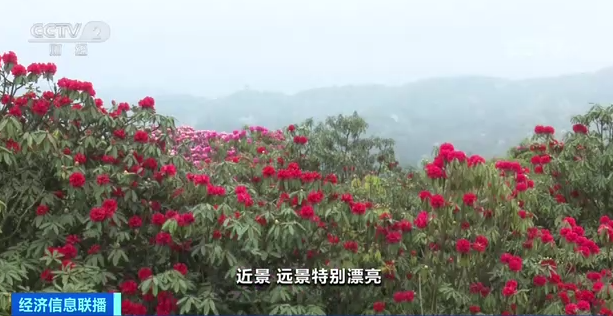 致富经种半夏_致富经 半夏_致富经旱半夏种植视频