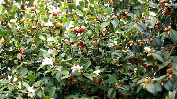 致富种植农村油茶图片_致富种植农村油茶视频_农村油茶种植致富
