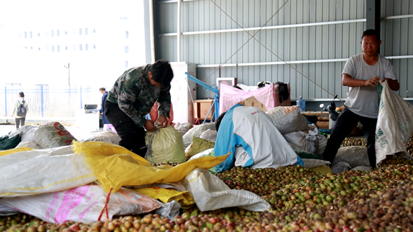 致富种植农村油茶视频_致富种植农村油茶图片_农村油茶种植致富