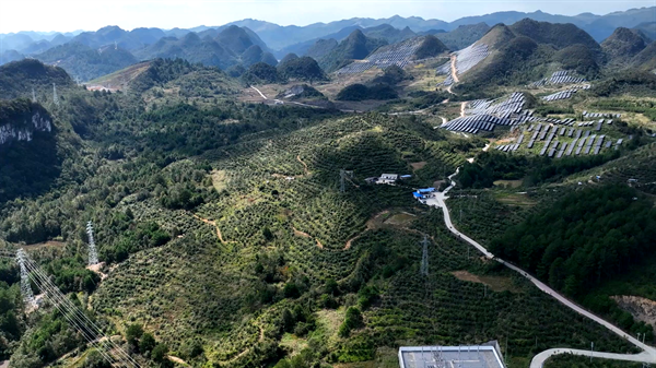 致富种植农村油茶视频_农村油茶种植致富_致富种植农村油茶图片