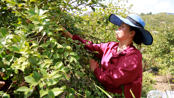 致富种植农村油茶视频_农村油茶种植致富_致富种植农村油茶图片