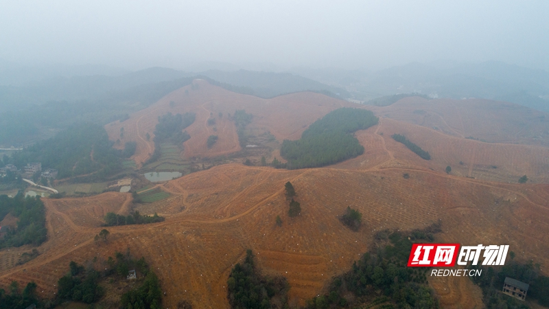从荒山到“绿色银行” 衡阳县大安乡千亩油茶撑起乡村生态致富梦