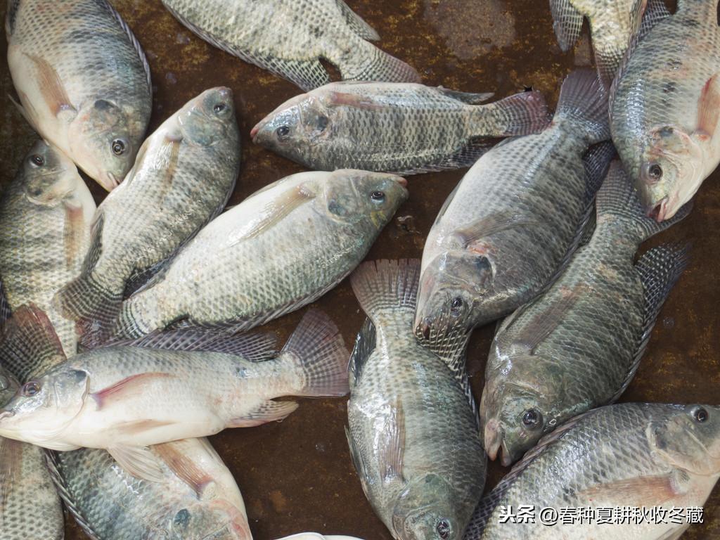 养殖罗非鱼视频_罗非鱼苗怎么养殖技术_罗非鱼鱼苗怎么养