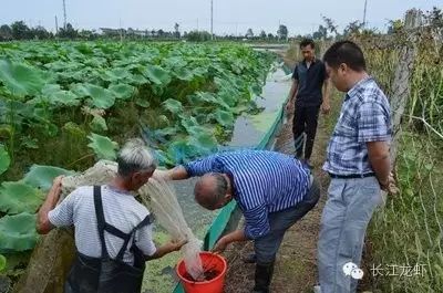 莲藕养殖小龙虾技术_龙虾养殖莲藕技术小视频_龙虾养殖莲藕技术小结