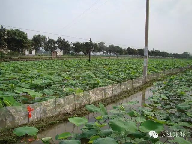 莲藕养殖小龙虾技术_龙虾养殖莲藕技术小结_龙虾养殖莲藕技术小视频